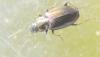 Agonum muelleri
